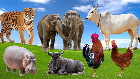 Wild Animal Sounds Around Us: Hippo, Wildebeest, Bull, Tiger, Rooster, Elephant | Animal Moments