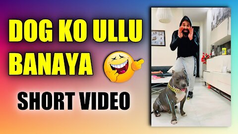 American bully Dog ko Ullu Banaya | Funny Dog Video | Youtube Shorts | Harpreet SDC