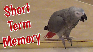 Einstein the talking parrot has "short term memory"