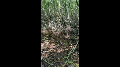 horseback riding in Jamaica mangrove forest