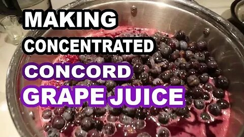 HARVEST CONCORD GRAPES Canning Grape JUICE CONCENTRATE #grapejuice Tartaric Acid Crystals in juice