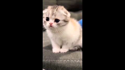 Cute & Adorable Little Kitten 🐱