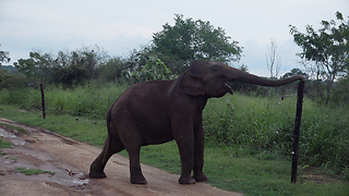 Wild elephant safely cross the electric fence - best 4k elephant shots