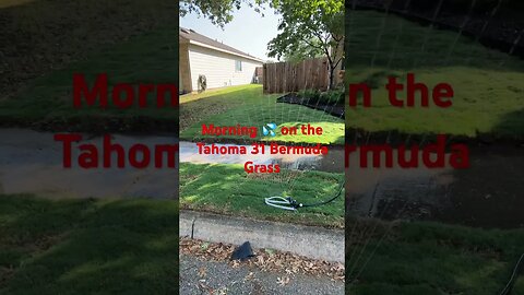 #viral #shorts #lawn #bermuda #grass #tahoma #mowing #home #diy #lawncare #drought #texas #water #it