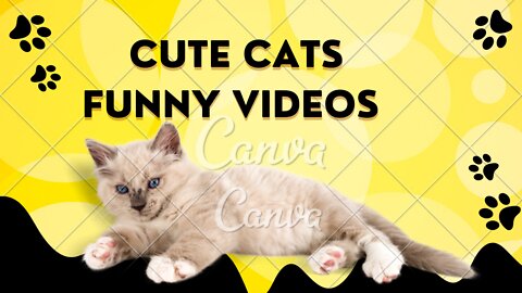 Funny cute cats reaction to toys - do not laugh