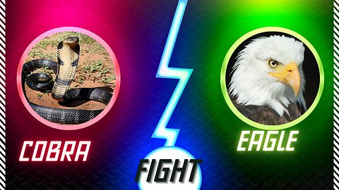 Eagle vs cobra sharp fight sceen