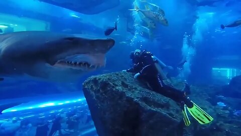 Close Encounter With Shark