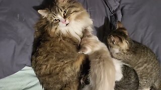 Silly kitties!