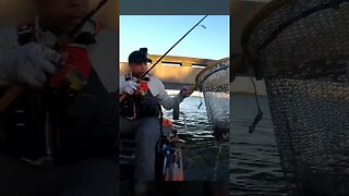 BIG SHEEPSHEAD On Big Mangrove Crab #short #shorts #shortvideo #sheepshead #sheepsheadfishing