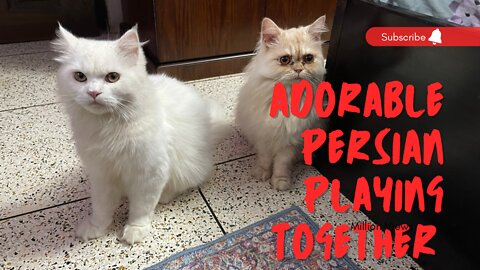 Cat Playing Video || Sandy & Jax Playing with Riddit || Pure Persian Cat ||
