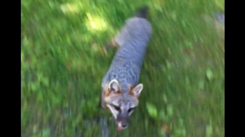 CUTE 🤣 Fox Angry attacking man!!