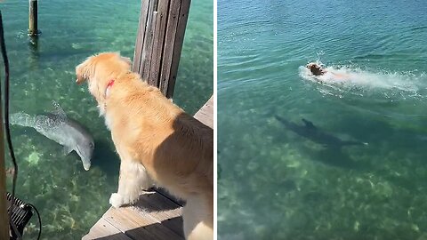 Frisky pup jumps into the water to play with friendly dolphin