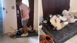 Husky blocks door whenever his friends try to leave