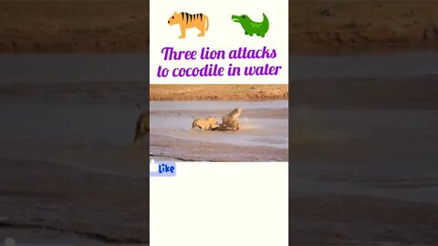 Three Lion attacks to Cocodile in river |Part 3 #shorts #shortsfeed #youtubeshorts
