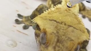 This gecko literally has waterproof skin