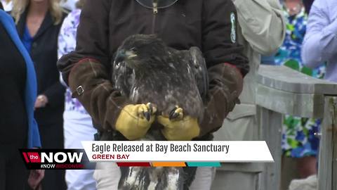 Eagle released at Bay Beach Wildlife Sanctuary