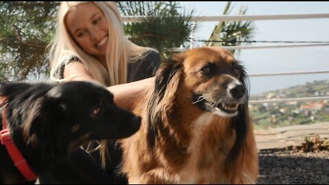 A smiling girl is petting dog-Awesom Cutest dog pet animal video