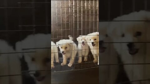 Cute Eskimo Puppies gather for selfie #shorts #eskimo #puppies #viral #doglover