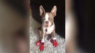 "A Boston Terrier Puppy Dog Wearing Christmas Boots And Barks “Ho, Ho, Ho!”"