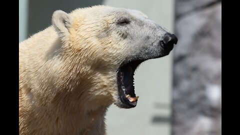 bear at sea