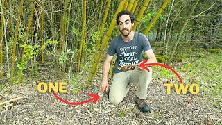 2 Ways to Plant Bamboo for FREE