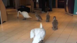 Família de cisnes entra em recepção de hotel