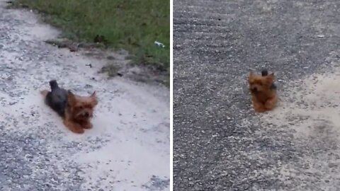 Yorkie crawls across yard to scratch his belly