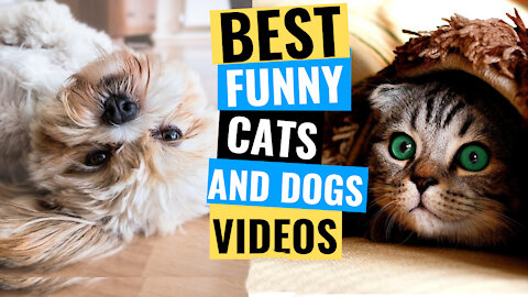 best funny videos for cats and dogs #1