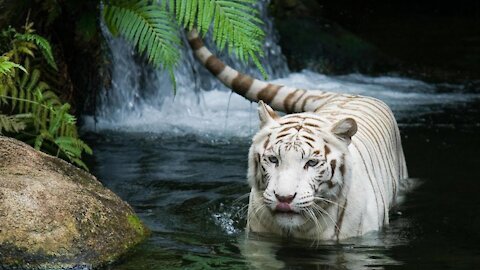 Amazing Wildlife in Asia