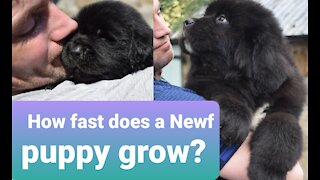 How fast does a Newfoundland puppy grow?