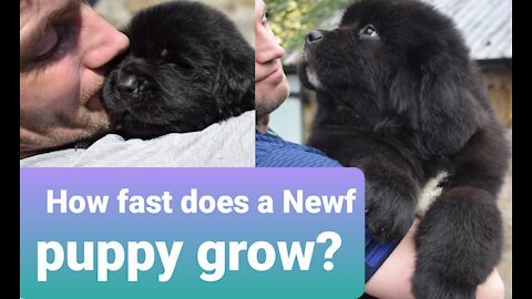 How fast does a Newfoundland puppy grow?