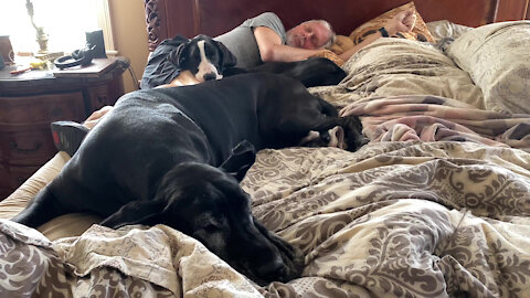 Snoring Great Dane Puppy And Sister And Dad Enjoy Nap Time