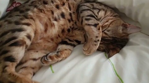 Sleeping bengal cat does the cutest snore