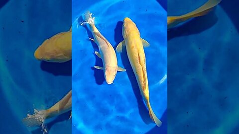 Beautiful Japanese koi albino mix akame karasigoi #shorts