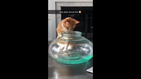 Proof that cats are liquid ❤️😂