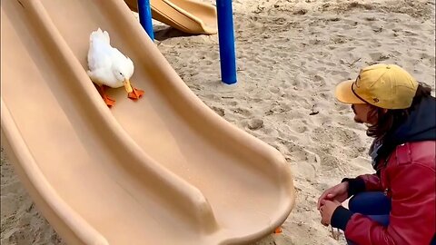 Pet Duck Loves Slides 🛝🦆