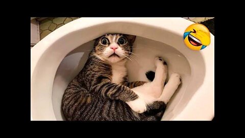 Funny Animal Videos 2022 😂 - Funniest Cats And Dogs Videos 😺😍