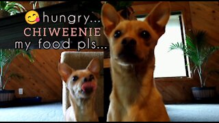 The Hungry CHIWEENIE