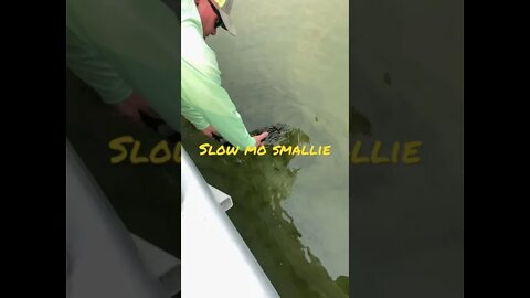 Slo Mo Smallie #smallmouth #snakeriver #idaho #fishing #bass #shorts