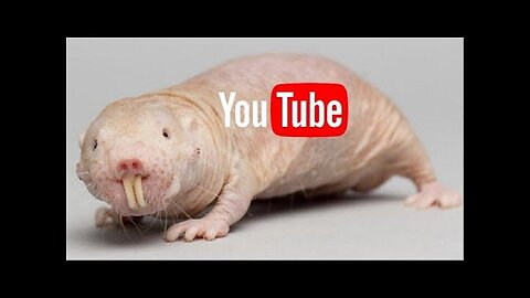 Call: I Found Out Who The Youtube Rat Is That Is Getting All Of My Channels Terminated!