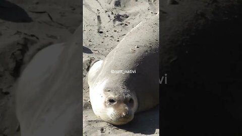 Elephant Seals 🦭 😍 #animals
