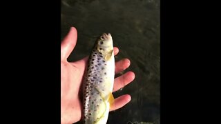 Hand catching fish