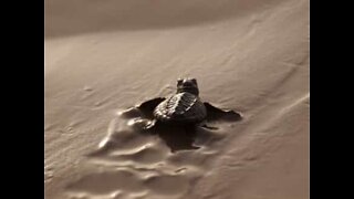 Tartarugas bebé seguem para o mar em praia na Flórida