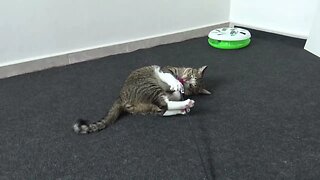 A Crazy Cat Playing