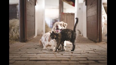 Funny dogs shorts and cats awesome funny