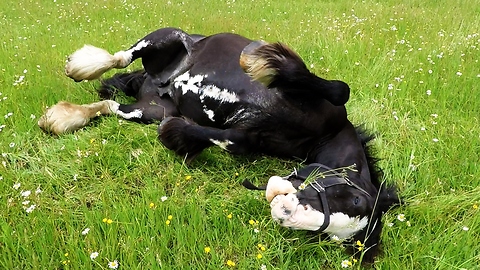 Clydesdale's emotional response to running free in meadow