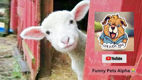 When God send you a funnny animals😂😂😂/Dont miss end😋-Funny animal video compilations😍