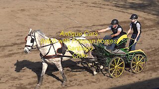 Antique Cars hitch with Friesian horses in Santiago, Chile