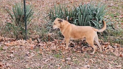 Indy and the varmint (mole) 🐾