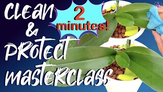Clean & Protect ORCHIDS | LESS than 2 MINUTES | 2 FAST Steps | Remove Debris | Pest prevention 🪲🔫💪🏼